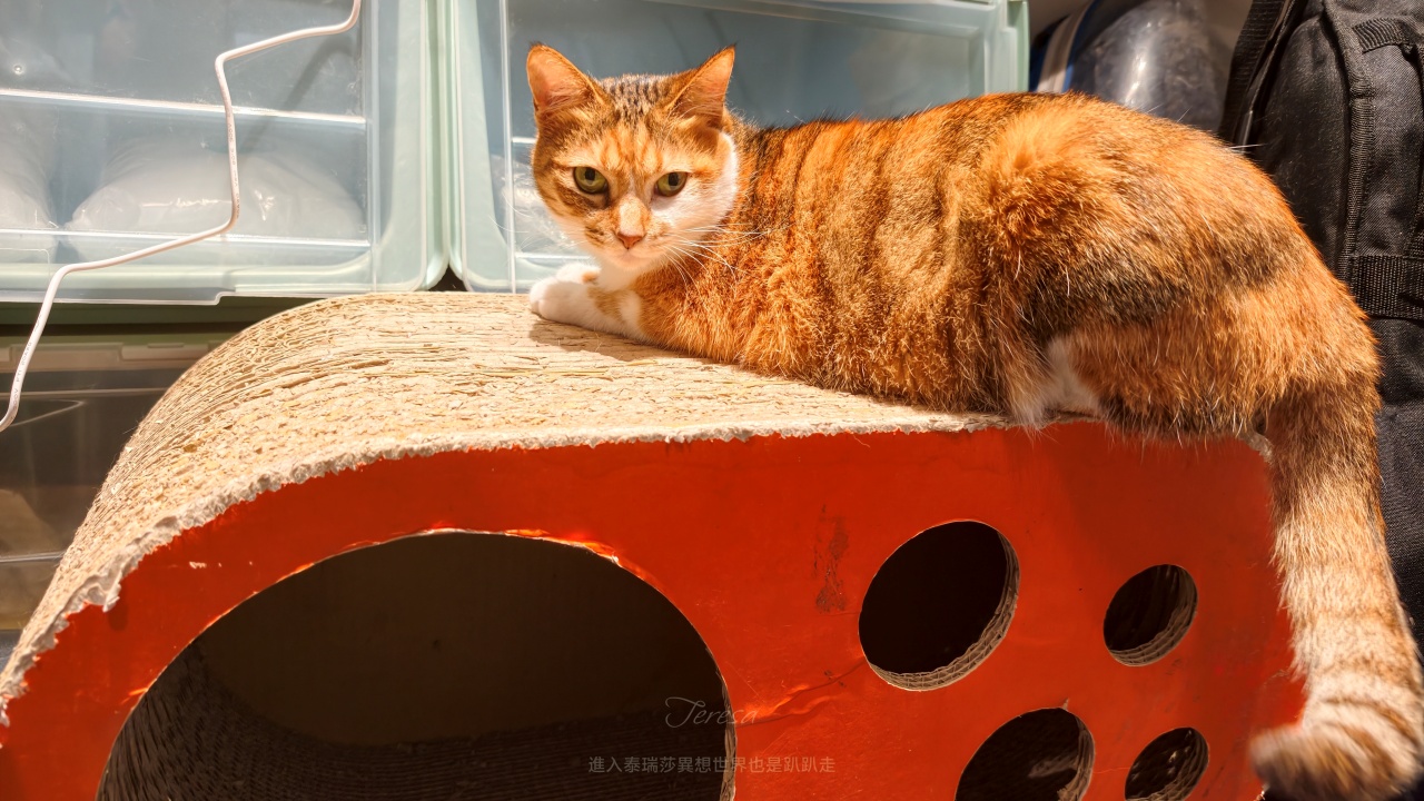 |台北貓空餐廳|貓空祕境峇里島風格景觀餐廳-LAX慵懶餐酒館,還有1項免費特殊服務 ~ - 第3張圖