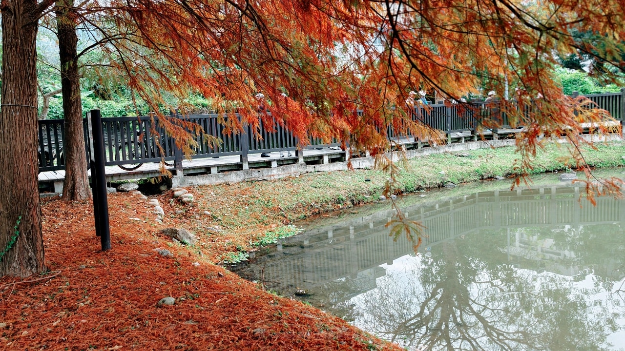 |台北落羽松景點|0元免費看隱藏於故宮旁原住民文化主題公園的落羽松祕境,交通超級方便的~ - 第14張圖 |台北落羽松景點|0元免費看隱藏於故宮旁原住民文化主題公園的落羽松祕境,交通超級方便的~