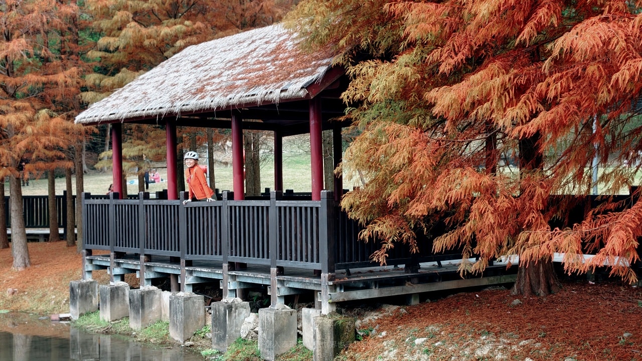 |台北落羽松景點|0元免費看隱藏於故宮旁原住民文化主題公園的落羽松祕境,交通超級方便的~ - 第12張圖 |台北落羽松景點|0元免費看隱藏於故宮旁原住民文化主題公園的落羽松祕境,交通超級方便的~