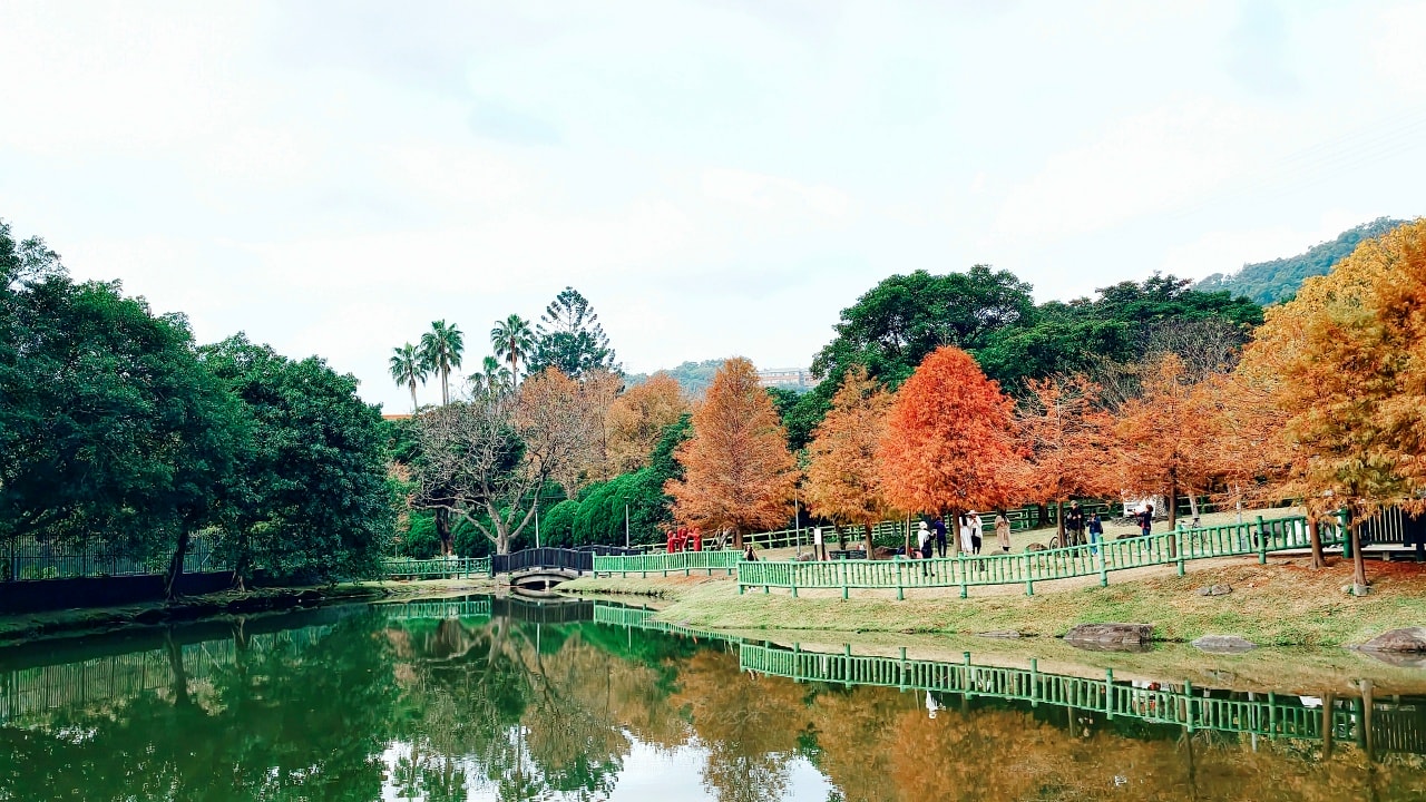 |台北落羽松景點|0元免費看隱藏於故宮旁原住民文化主題公園的落羽松祕境,交通超級方便的~ - 第13張圖 |台北落羽松景點|0元免費看隱藏於故宮旁原住民文化主題公園的落羽松祕境,交通超級方便的~
